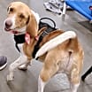 Thumbnail photo of Scout #1