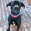 Thumbnail photo of Shadow (Black Jack) #2