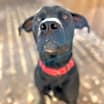 Thumbnail photo of Shadow (Black Jack) #3