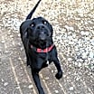 Thumbnail photo of Shadow (Black Jack) #4
