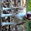 Thumbnail photo of Cleo #4