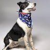 Thumbnail photo of Abner - Sponsored #2
