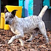 Thumbnail photo of Declan #2