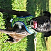 Thumbnail photo of Ore #3