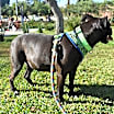 Thumbnail photo of Ore #4