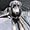 Thumbnail photo of Joey  *READ ENTIRE DESCRIPTION* #2