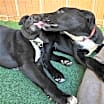 Thumbnail photo of Jack #3