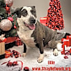 Thumbnail photo of Ellie #1
