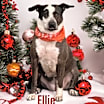 Thumbnail photo of Ellie #3