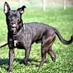 Thumbnail photo of Skippy #1