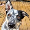 Thumbnail photo of Maverick #3