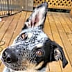 Thumbnail photo of Maverick #4