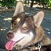 Thumbnail photo of Winchester - Sweet Fellow! #1
