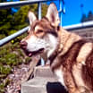 Thumbnail photo of Winchester - Sweet Fellow! #3