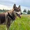 Thumbnail photo of Winchester - Sweet Fellow! #4