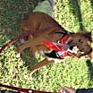 Thumbnail photo of Lorenza #4