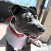 Thumbnail photo of Mink #1