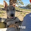Thumbnail photo of Trigg #4