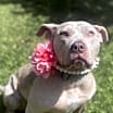 Thumbnail photo of Denali #1