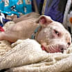Thumbnail photo of Denali #4