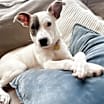 Thumbnail photo of Greta #3