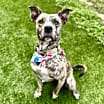 Thumbnail photo of Coconut #1