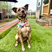 Thumbnail photo of Coconut #3