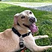 Thumbnail photo of Scrappy #1