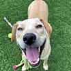 Thumbnail photo of Scrappy #2