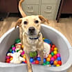 Thumbnail photo of Scrappy #3