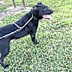 Thumbnail photo of Pepper #4