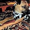 Thumbnail photo of Finley #3