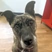 Thumbnail photo of Athena #3