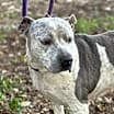Thumbnail photo of Oreo #3
