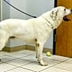 Thumbnail photo of Knox #2
