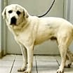 Thumbnail photo of Knox #3