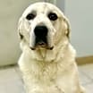 Thumbnail photo of Knox #4