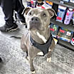 Thumbnail photo of Ringo #1
