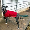 Thumbnail photo of Ringo #3