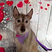 Thumbnail photo of Mila #1