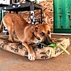 Thumbnail photo of Freddy #1