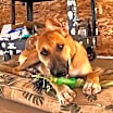 Thumbnail photo of Freddy #2