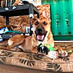 Thumbnail photo of Freddy #3