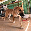 Thumbnail photo of Freddy #4