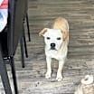 Thumbnail photo of Bagel #2