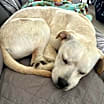 Thumbnail photo of Bagel #3