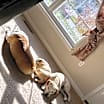 Thumbnail photo of Bagel #4
