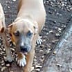 Thumbnail photo of Tess #2