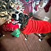Thumbnail photo of Layla #1