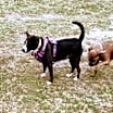 Thumbnail photo of Layla #4